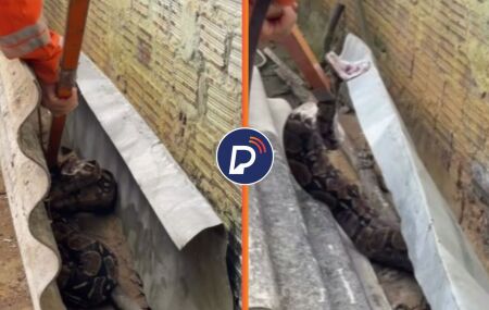 Serpente no im&oacute;vel.