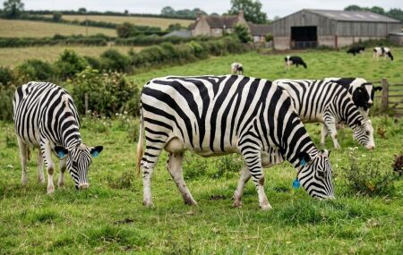 Pesquisadores japoneses realizaram um experimento inusitado e pintaram vacas como zebras 