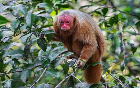 Pesquisador brasileiro recebe pr&ecirc;mio internacional por estudos com uacaris na Amaz&ocirc;nia