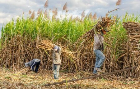 Urg&ecirc;ncia para prote&ccedil;&atilde;o do cultivo nos pr&oacute;ximos anos.