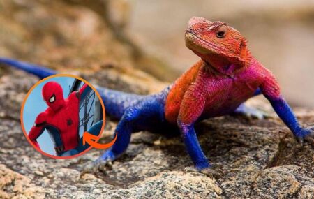 "Homem-Aranha" do mundo animal: conhe&ccedil;a o lagarto africano que tem as mesmas cores do her&oacute;i