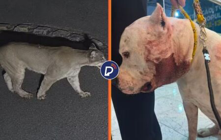 Pitbull enfrenta on&ccedil;a-parda para proteger fam&iacute;lia em condom&iacute;nio