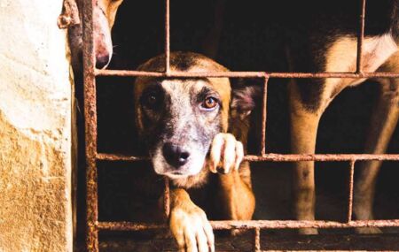 Abrigo de animais no Grande Recife &eacute; acusado de maus-tratos; relatos apontam sumi&ccedil;o de pets sob a tutela da institui&ccedil;&atilde;o