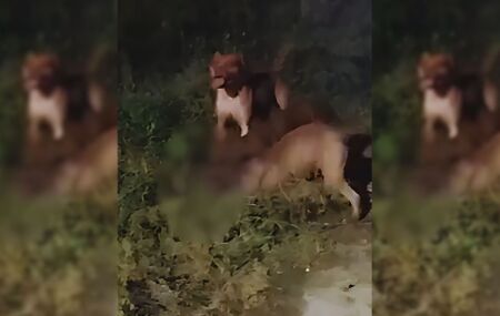 Ataque de pitbulls deixa crian&ccedil;a ferida e cachorro morto em Pernambuco