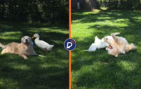 Amizade Improv&aacute;vel: patinha de estima&ccedil;&atilde;o devolve alegria a golden retriever diagnosticada com epilepsia