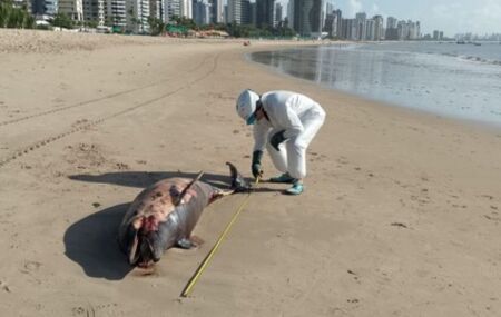 Um golfinho foi encontrado morto na areia da Praia de Candeias. 
