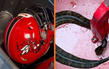 Cobra venenosa se esconde em capacete.
