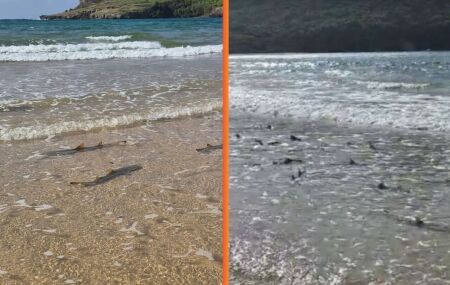 Cerca de 60 filhotes de tubar&atilde;o-lim&atilde;o s&atilde;o vistos em Fernando de Noronha