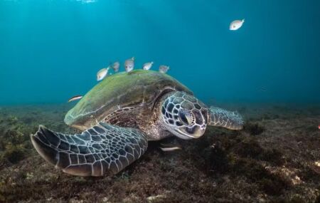 Em Fernando de Noronha, tartaruga recebe limpeza no casco por pequenos peixes.