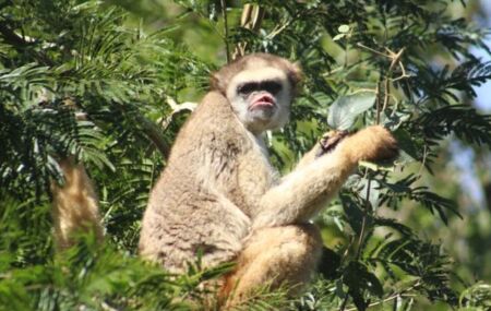 O muriqui-do-norte &eacute; exclusivo da Mata Atl&acirc;ntica com cerca de mil indiv&iacute;duos na natureza.
