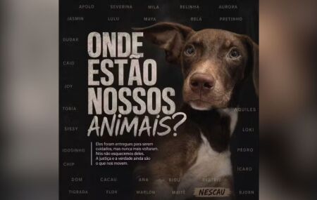 22 c&atilde;es que haviam sido deixados na institui&ccedil;&atilde;o teriam desaparecido, segundo tutores.