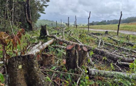 Desmatamento ilegal: opera&ccedil;&atilde;o aplica 133 autua&ccedil;&otilde;es e embarga 474 hectares em PE.
