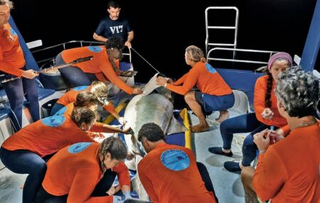 Especialistas capturando os animais para coloca&ccedil;&atilde;o de chip.