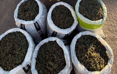 Maconha apreendida no Sert&atilde;o de Pernambuco.