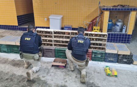 Durante a verifica&ccedil;&atilde;o do compartimento de carga, os agentes encontraram 555 p&aacute;ssaros silvestres mantidos em gaiolas. Tamb&eacute;m foi localizada uma caixa contendo 29 jabutis.
