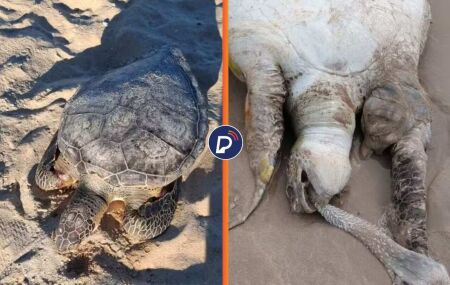 Tartarugas verdes s&atilde;o encontradas mortas em praias.