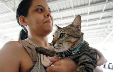A&ccedil;&atilde;o para vacinar pets em Paulista.