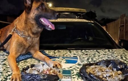 Pol&iacute;cia Militar CIPC&atilde;es apreendem adolescente com 257 bigs de maconha em Olinda.