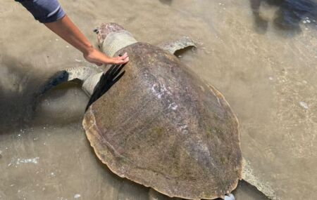 Tartaruga-marinha de cerca de um metro &eacute; encontrada morta na praia de Boa Viagem, no Recife.