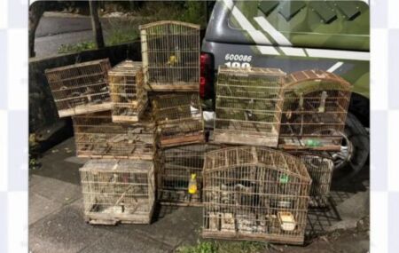Policiais militares do Batalh&atilde;o de Policiamento Ambiental (BPA) resgataram 14 aves silvestres que eram mantidas em gaiolas em um s&iacute;tio na Zona Rural de S&atilde;o Louren&ccedil;o da Mata.