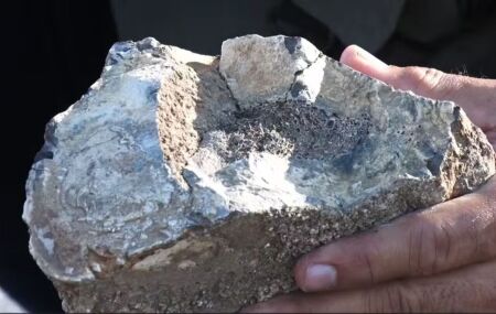F&oacute;ssil de medula de pregui&ccedil;a-gigante &eacute; encontrado em s&iacute;tio de Caruaru.