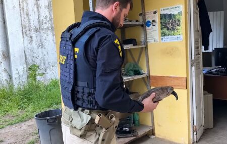 Segundo a PRF, o animal foi encontrado nas proximidades da Arena de Pernambuco.
