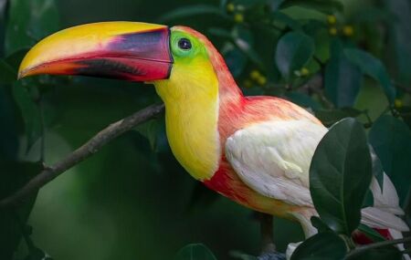 Tucano-de-bico-castanho.