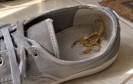 Sapatos s&atilde;o locais onde esses animais pe&ccedil;onhentos podem se esconder.