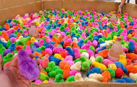 Aves com colora&ccedil;&atilde;o artificial aparecem reunidas em uma caixa de papel&atilde;o durante comercializa&ccedil;&atilde;o em Bom Jardim.