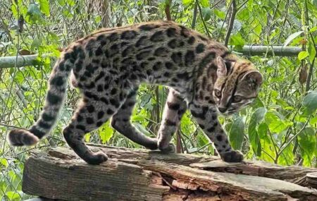 Nova esp&eacute;cie de felino descoberta.