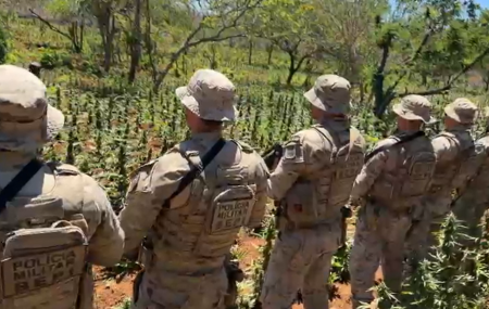 A&ccedil;&atilde;o da pol&iacute;cia em Pernambuco erradica extensa planta&ccedil;&atilde;o de maconha em Bet&acirc;nia