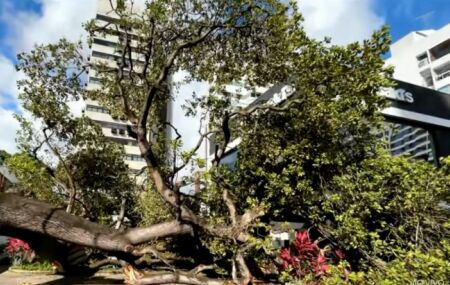 &Aacute;rvore de grande porte cai no bairro dos Aflitos, no Recife