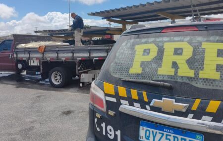 Pernambuco: PRF apreende cerca de 600 kg de queijo coalho sem refrigera&ccedil;&atilde;o na BR-232, em Tacaimb&oacute;.