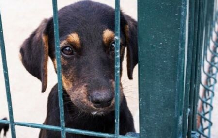 MPPE recomenda interdi&ccedil;&atilde;o de dois abrigos irregulares com 45 c&atilde;es e gatos em Bezerros.
