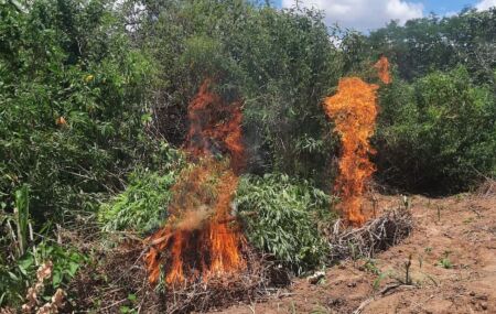 Pernambuco: Pol&iacute;cia Militar erradica mais de 8,4 mil p&eacute;s de maconha na zona rural de Cabrob&oacute;.