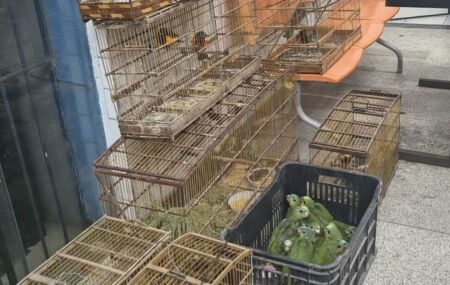 Pol&iacute;cia Ambiental apreende 47 aves silvestres mantidas ilegalmente em cativeiro no Recife.