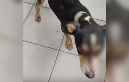 Uma das testemunhas afirmou que a cadela que morreu havia dado &agrave; luz filhotes, tamb&eacute;m v&iacute;timas de viol&ecirc;ncia.