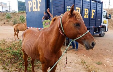 Cavalos, bois, bodes, burros e jumentos est&atilde;o entre os animais encontrados com frequ&ecirc;ncia nas pistas.