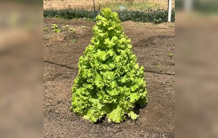 Encontrada entre outras alfaces, a planta surpreendeu a equipe respons&aacute;vel pelo cultivo.