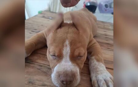 Mutila&ccedil;&atilde;o de animais era anunciada em aplicativo de mensagens.