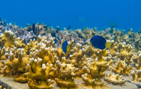 Tamandar&eacute; participa com a iniciativa "Cores de volta ao mar: a hist&oacute;ria de conserva&ccedil;&atilde;o que devolveu vida aos recifes".