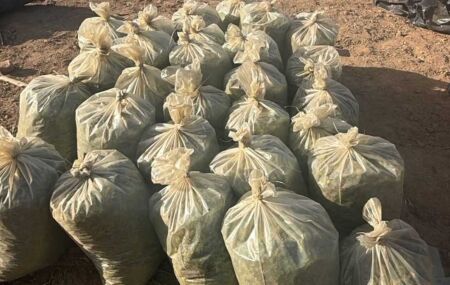 Planta&ccedil;&atilde;o de maconha apreendida em Lagoinha, no Agreste.