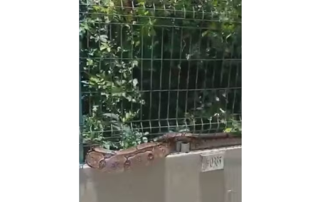 Jiboia encontrada em condom&iacute;nio no Recife