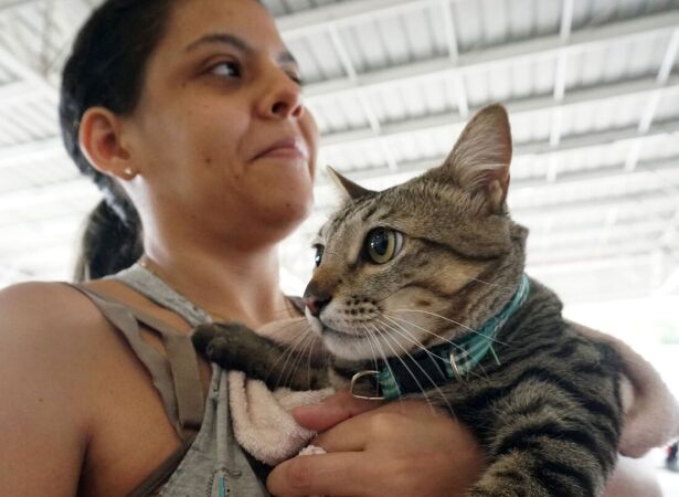 A&ccedil;&atilde;o para vacinar pets em Paulista.