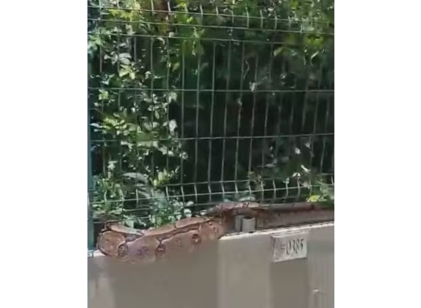 Jiboia encontrada em condom&iacute;nio no Recife