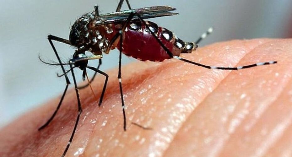 Mosquito Aedes Aegypti.