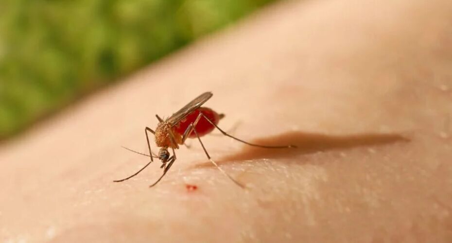 Mosquito transmissor da febre Oropouche.