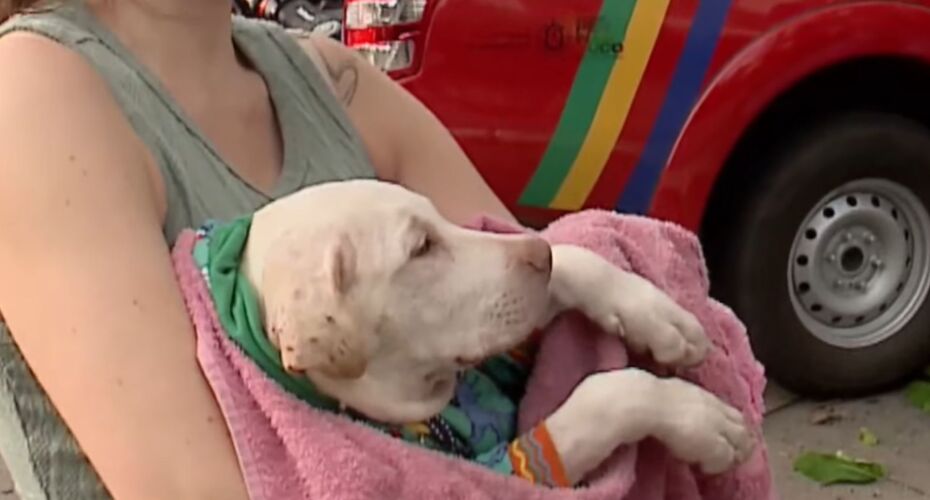 CACHORRO é resgatado, COM VIDA, de grave acidente com CINCO VITIMAS em BOA VIAGEM.