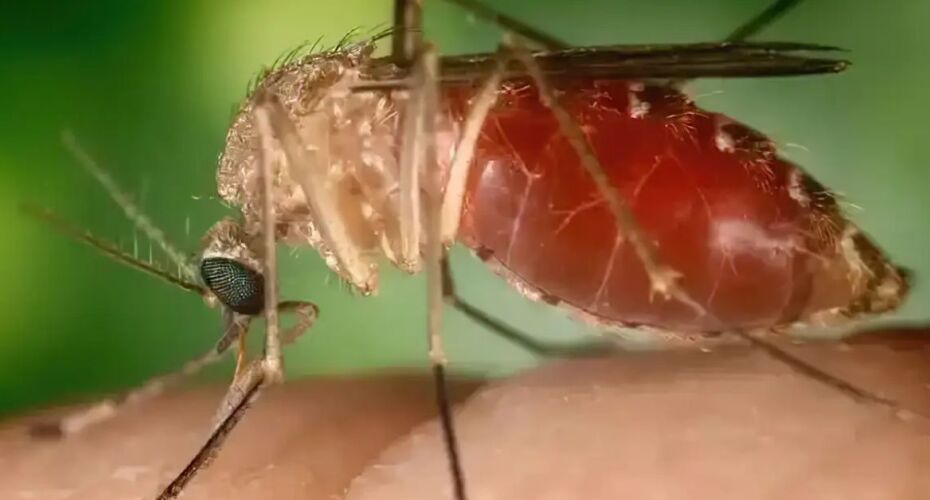 Mosquito transmissor da febre oropouche 