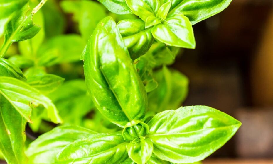 O manjericão é uma planta também muito utilizada na culinária (Foto: Wirestock/Freepik)